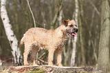 BORDER TERRIER 008